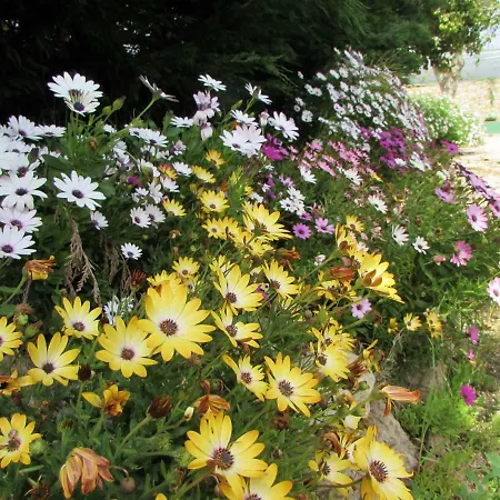 Quinta Sobral Prestige - Little Rustic Hétvégi ház *