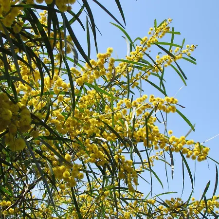 Quinta Sobral Prestige - Little Rustic Hétvégi ház